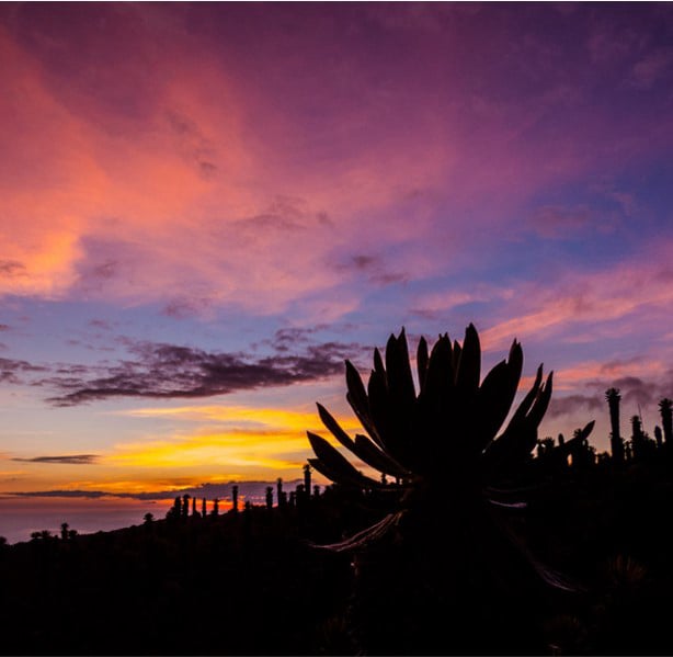 Frailejones_parque_nacional_los_nevados_manizales