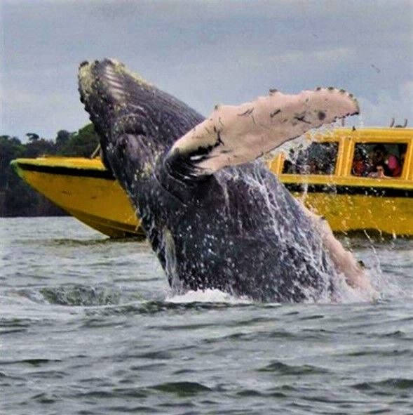avistamiento-de-ballenas