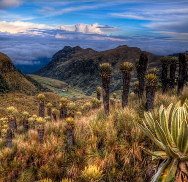 bosque_de_frailejones_manizales_caldas_colombiaardin - Camino de la Herrera
