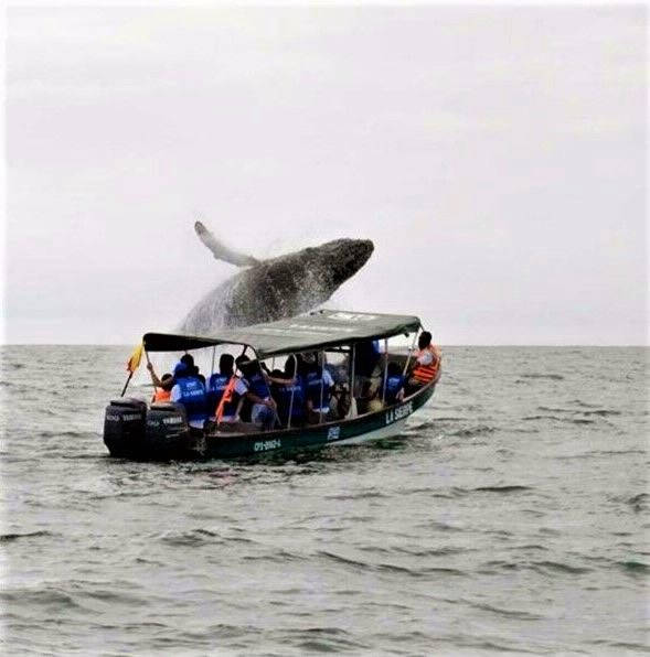 avistamiento-de-ballenas