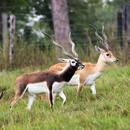 Napoles de 1 día - Animales