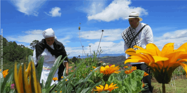 Tour de Flores